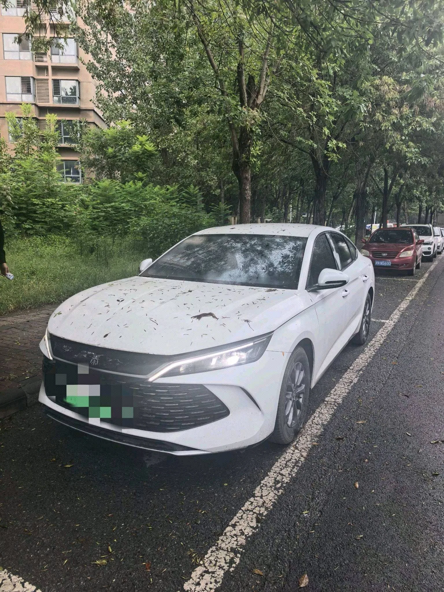Qin L 2024 DM-i 80KM Leading Edition